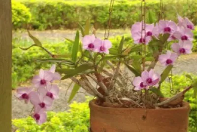 natureza