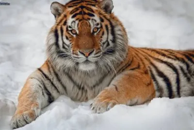 Tigre