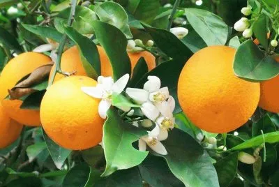 Naranjas y Azahar