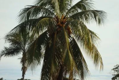 natureza