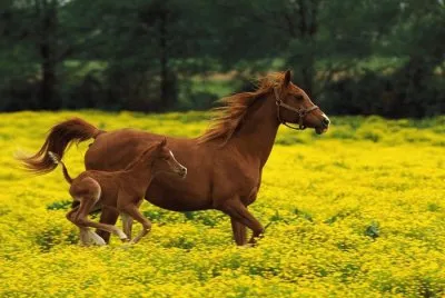 Animais