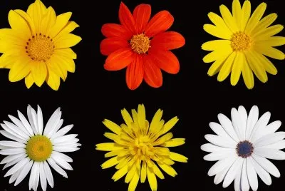 Flors