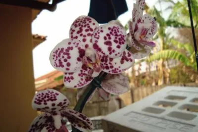 minhas orquideas