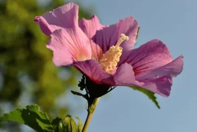 Hibisco Rosa
