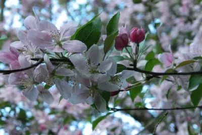 thinking spring