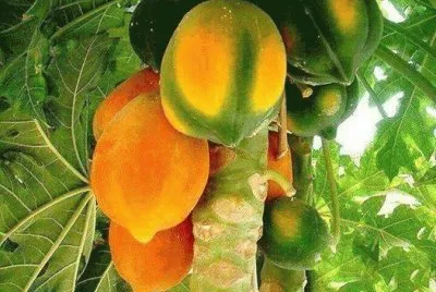 פאזל של Fruits