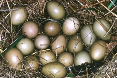 פאזל של oeufs