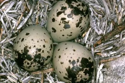 oeufs