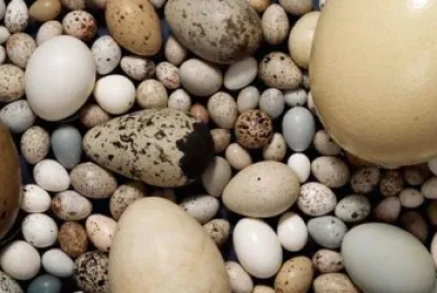 oeufs