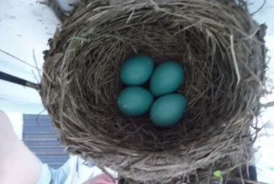 oeufs