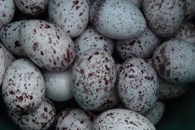oeufs