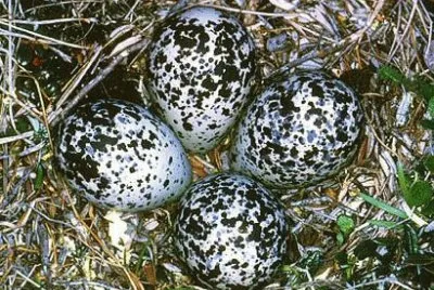oeufs