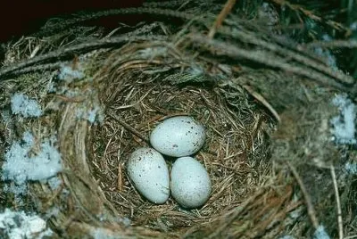 oeufs