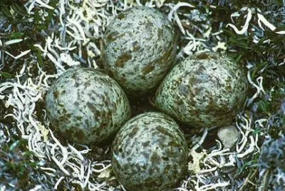 oeufs