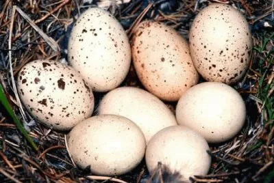 oeufs