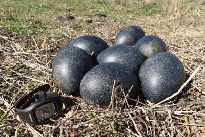 פאזל של oeufs