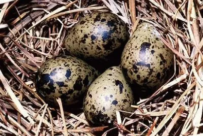 oeufs