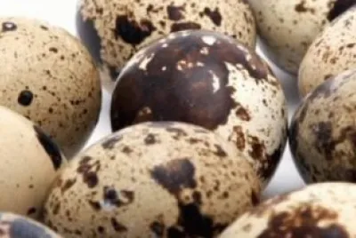 oeufs