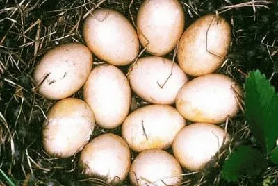 oeufs
