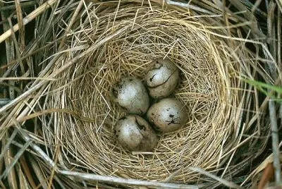 oeufs