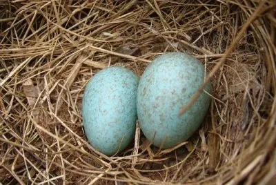 oeufs