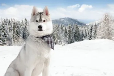 Lobo