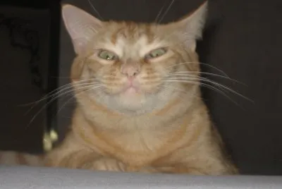 פאזל של MOMY