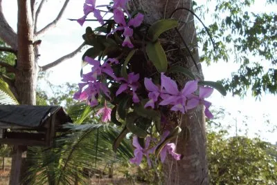 פאזל של orquideas