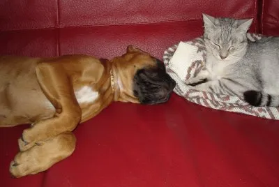 jeune boxer et chat