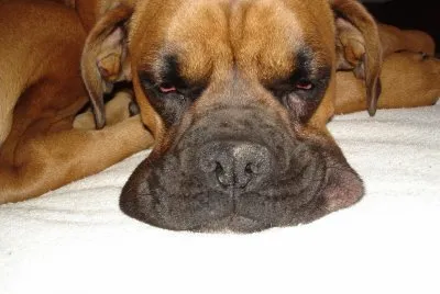 Babines de boxer