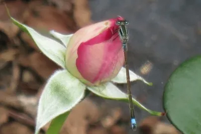 rose