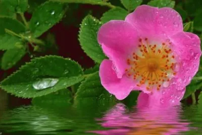 fleur : Ã©glantine
