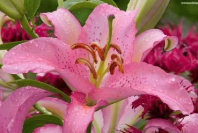 Flores