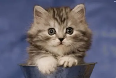 Gatico