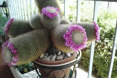 Pianta grassa fiorita