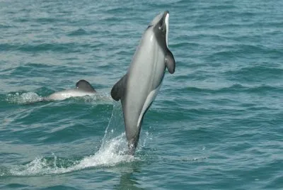 golfinho jigsaw puzzle