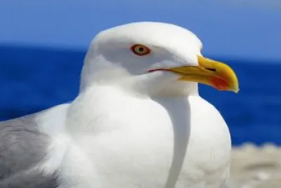 Gaviota