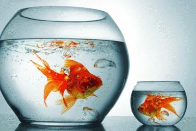 Best_Images jigsaw puzzle