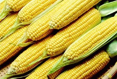 industria_teme_febre_do_milho_transgenico jigsaw puzzle