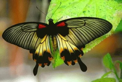 imagens-bonitas-para-facebook-206 jigsaw puzzle