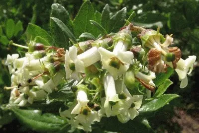 escallonia illinita jigsaw puzzle