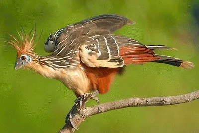 hoatzin jigsaw puzzle