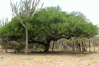 Umbuzeiro