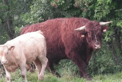 taureau Salers