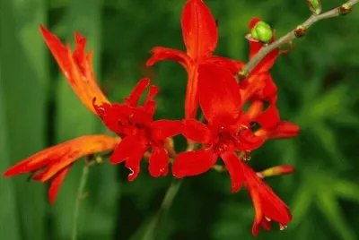 פאזל של Flower