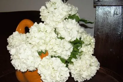 Flors
