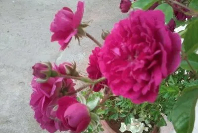 פאזל של Flowers