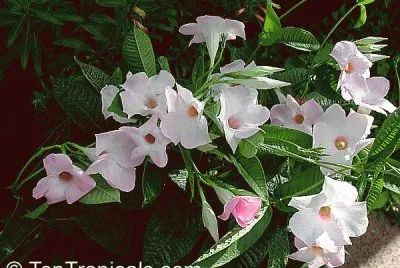 fleurs: Dipladenia Alice du Pont