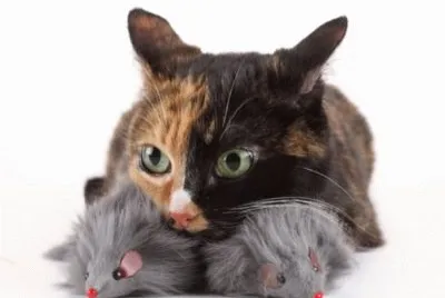 MARSU