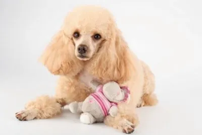 MARSU